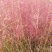 粉黛乱子草种子多年生观赏草乱子草种子庭院花卉种子四季易活