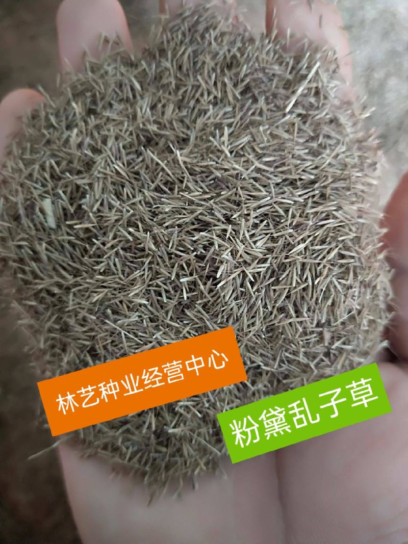 粉黛乱子草种子多年生观赏草乱子草种子庭院花卉种子四季易活