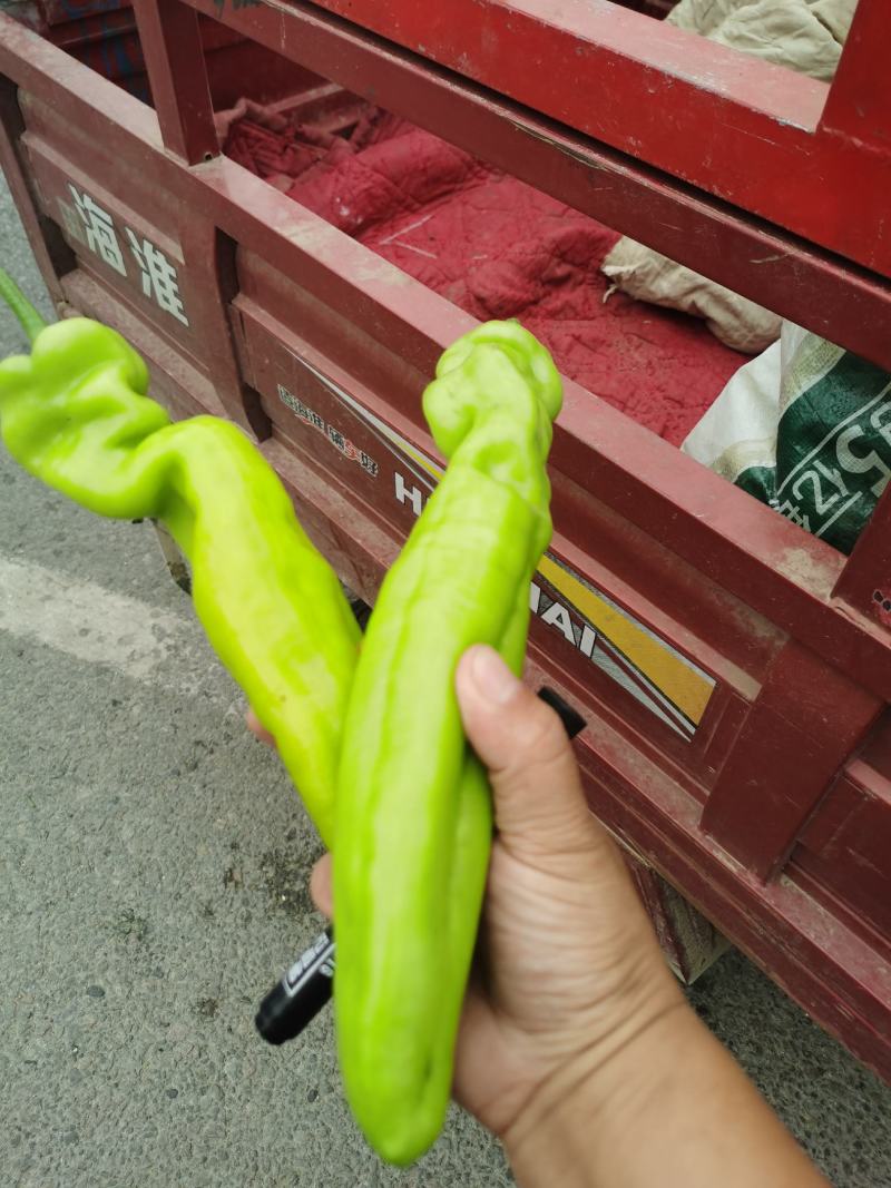 尖椒﹥20厘米青