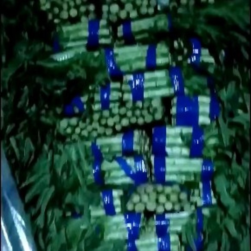 精品紫秀红叶莴笋