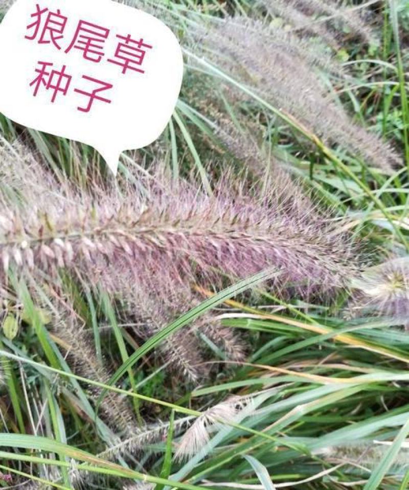 观赏狼尾草种子粉穗狼尾草种子室外多年生花卉植物粉穗狼尾草