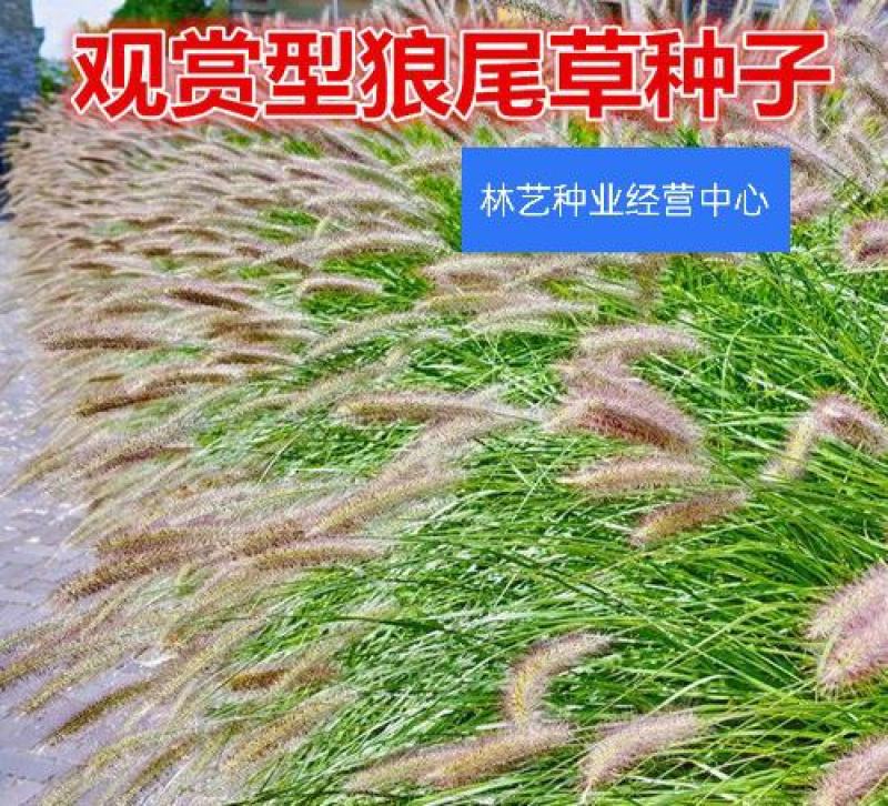 观赏狼尾草种子粉穗狼尾草种子室外多年生花卉植物粉穗狼尾草
