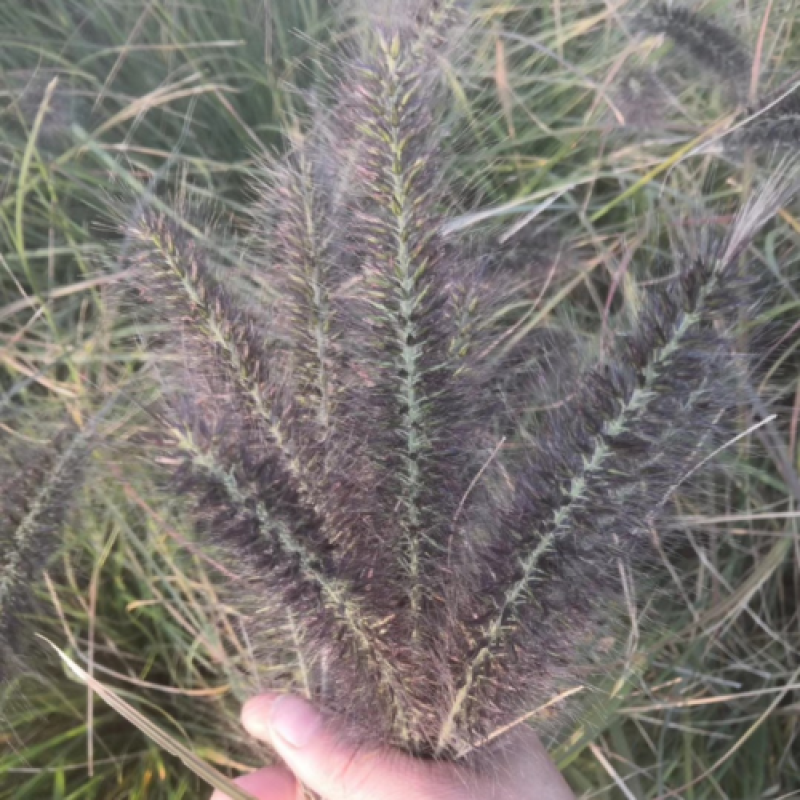观赏狼尾草种子粉穗狼尾草种子室外多年生花卉植物粉穗狼尾草