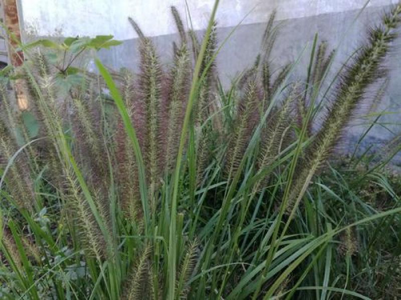 观赏狼尾草种子粉穗狼尾草种子室外多年生花卉植物粉穗狼尾草