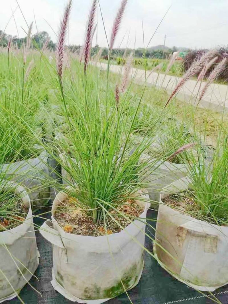 观赏狼尾草种子粉穗狼尾草种子室外多年生花卉植物粉穗狼尾草