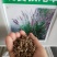 观赏狼尾草种子粉穗狼尾草种子室外多年生花卉植物粉穗狼尾草