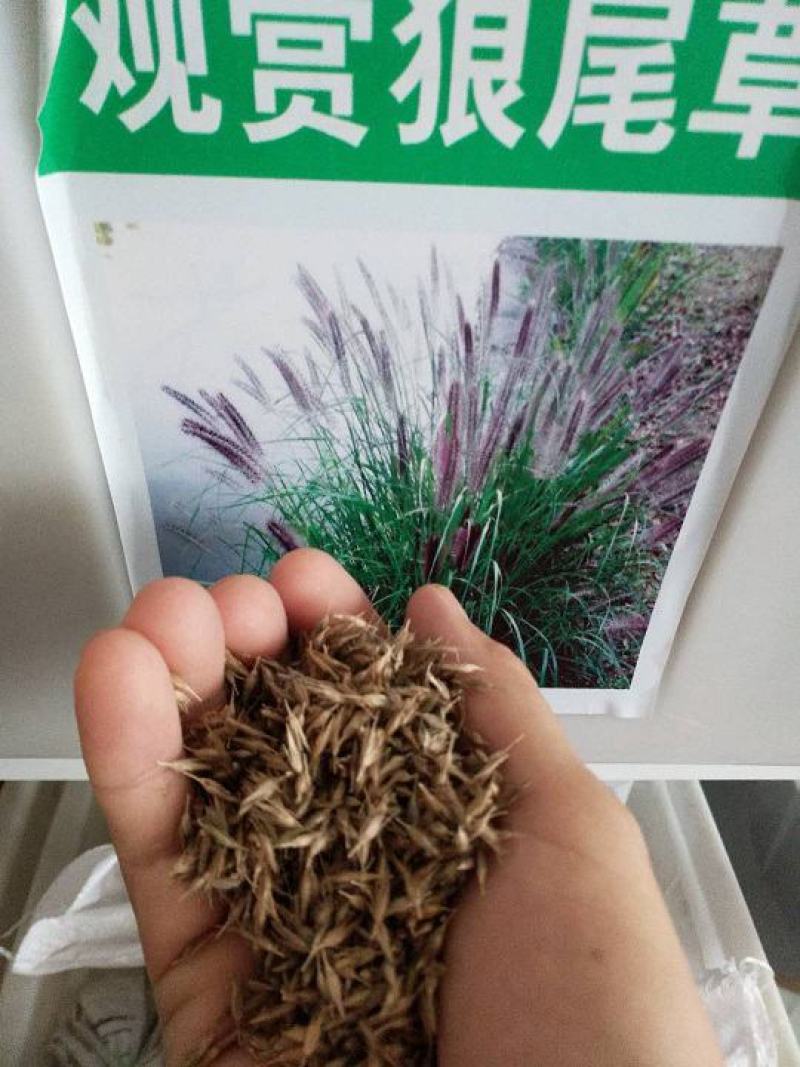 观赏狼尾草种子粉穗狼尾草种子室外多年生花卉植物粉穗狼尾草