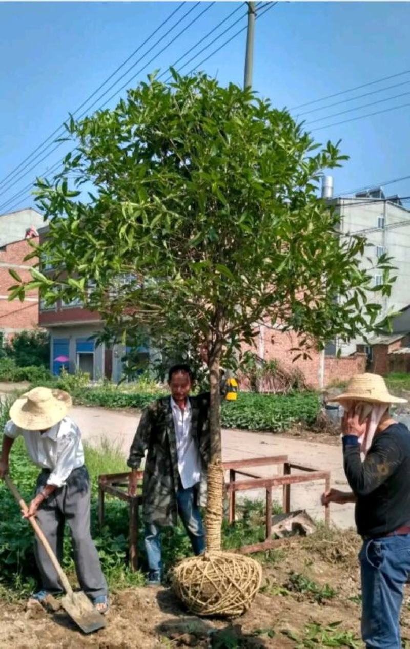 桂花树大树丹桂1-15公分庭院工程桂花树苗包邮地栽桂花