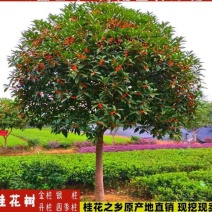 桂花树大树丹桂1-15公分庭院工程桂花树苗地栽桂花