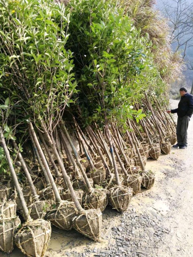 桂花树大树丹桂1-15公分庭院工程桂花树苗包邮地栽桂花