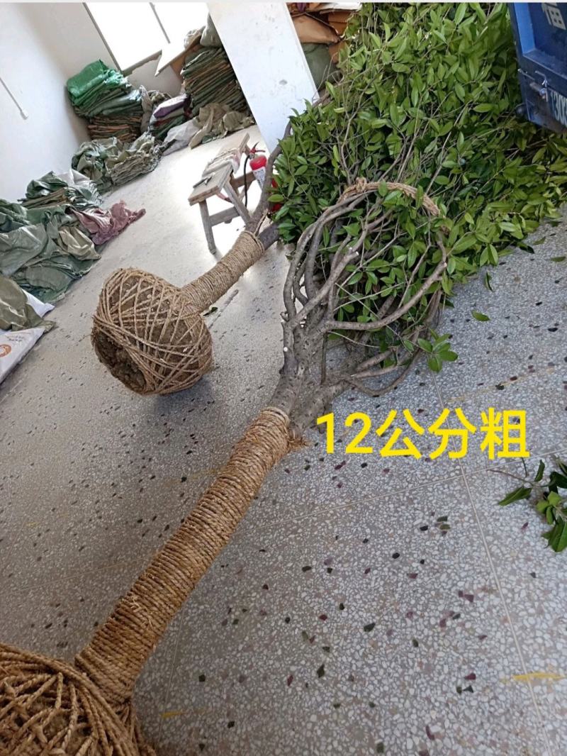 桂花树大树丹桂1-15公分庭院工程桂花树苗包邮地栽桂花