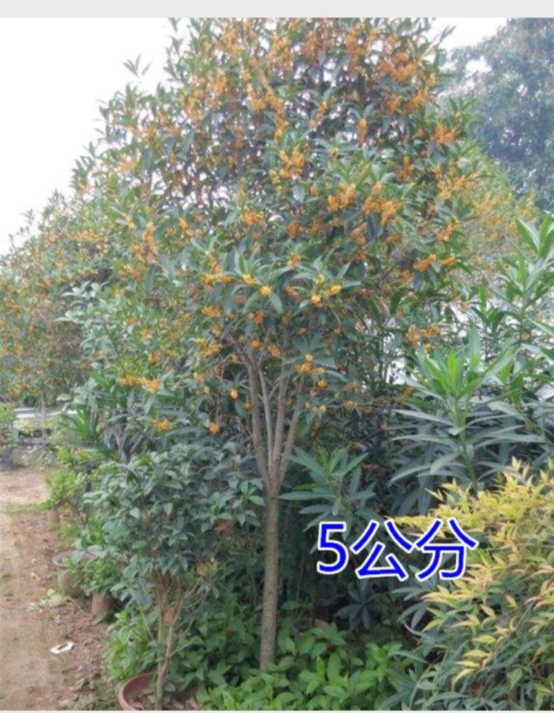 桂花树大树丹桂1-15公分庭院工程桂花树苗包邮地栽桂花