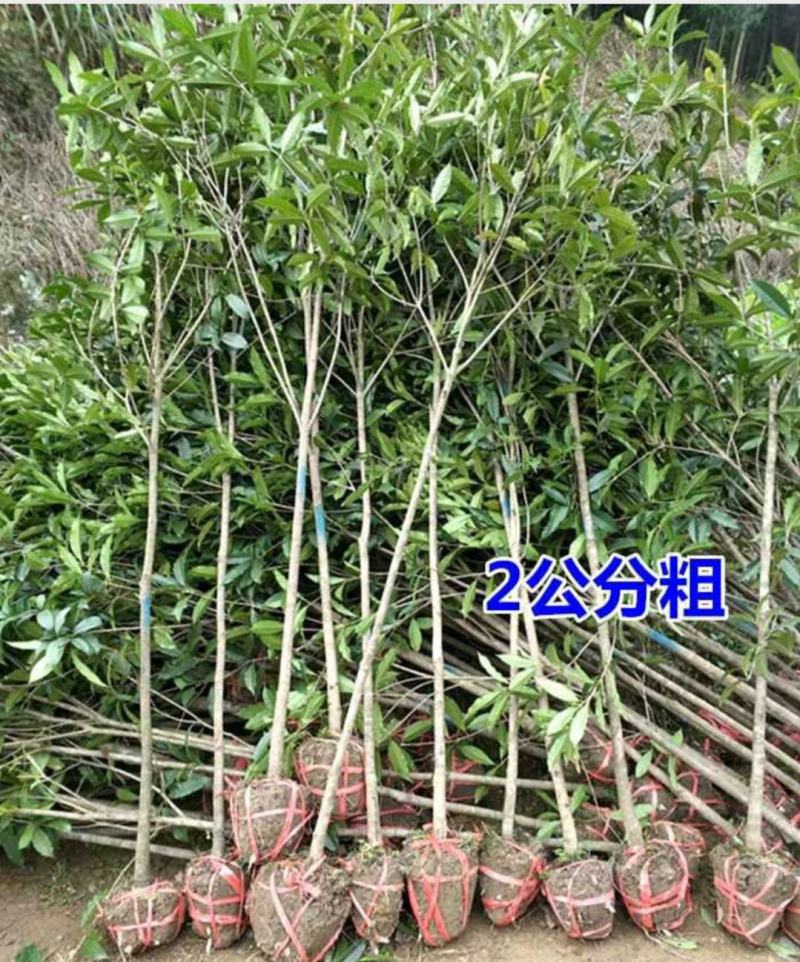 桂花树大树丹桂1-15公分庭院工程桂花树苗包邮地栽桂花