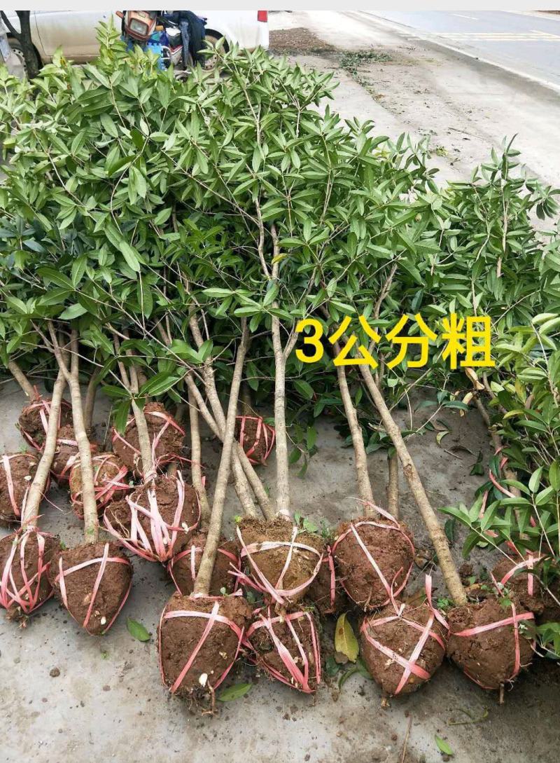 桂花树大树丹桂1-15公分庭院工程桂花树苗包邮地栽桂花