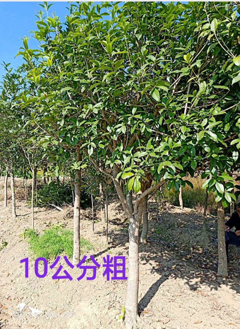 桂花树大树丹桂1-15公分庭院工程桂花树苗包邮地栽桂花