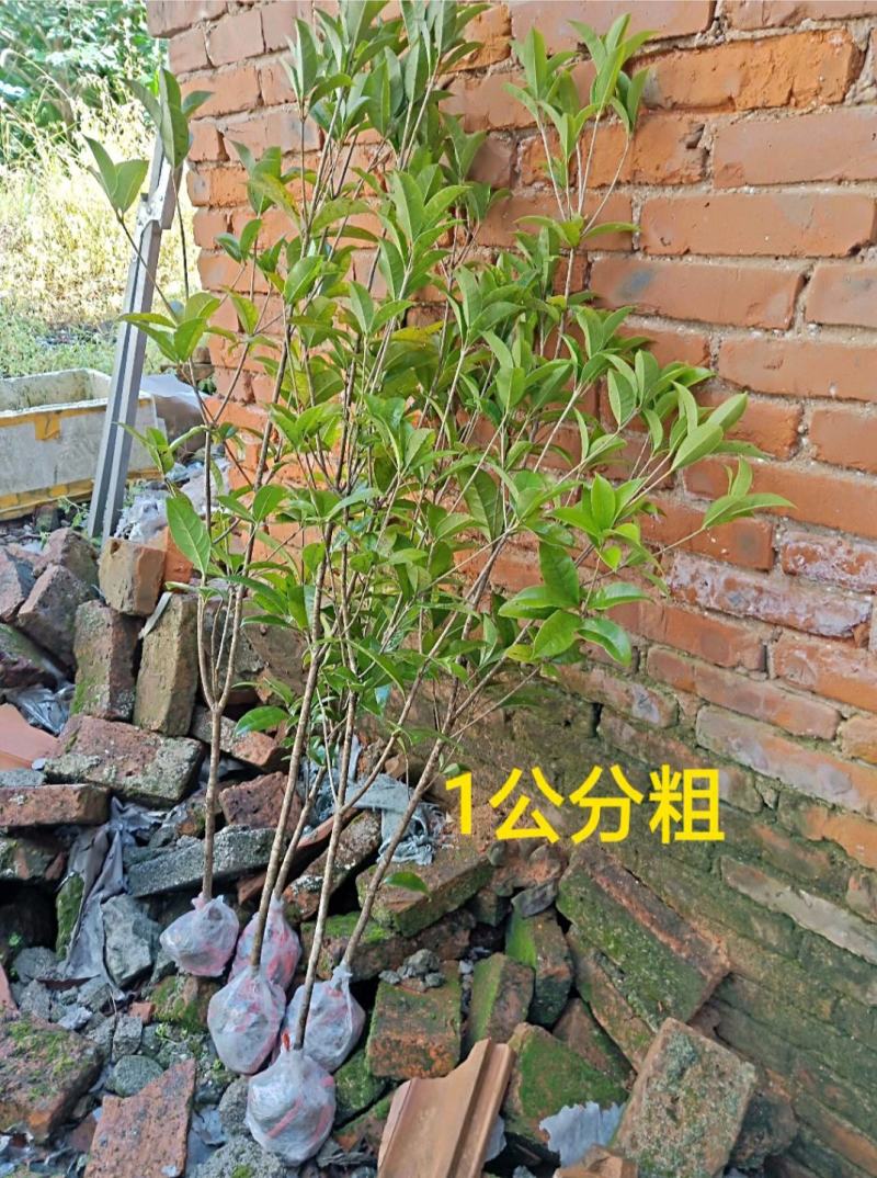 桂花树大树丹桂1-15公分庭院工程桂花树苗包邮地栽桂花