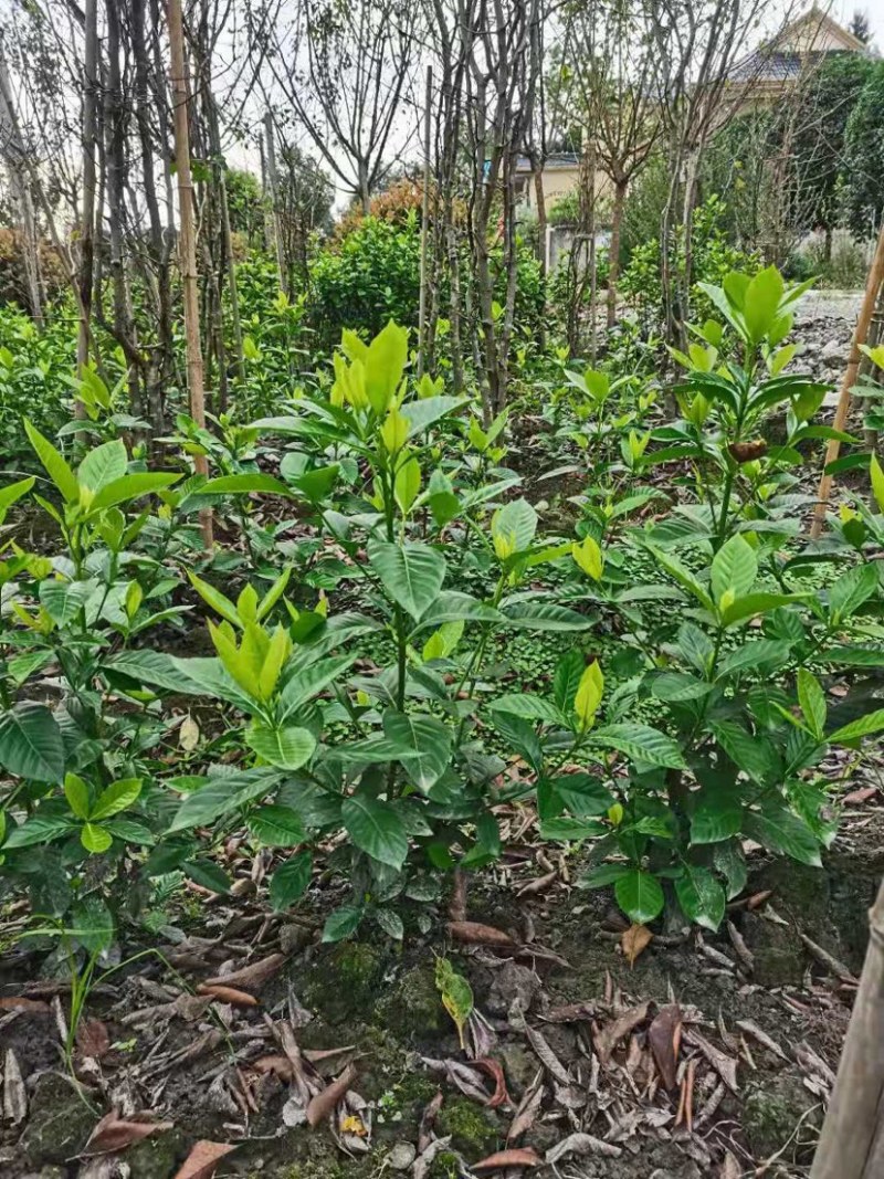 栀子花大叶栀子规格齐全质量保证欢迎选购