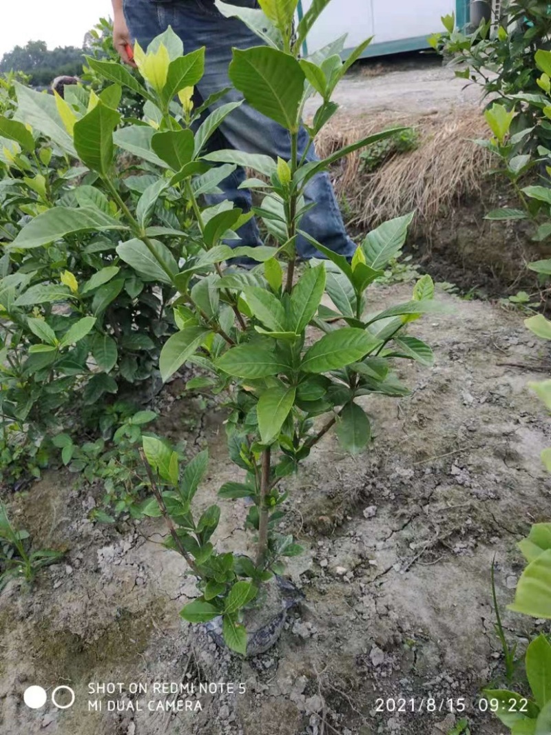 栀子花大叶栀子规格齐全质量保证欢迎选购