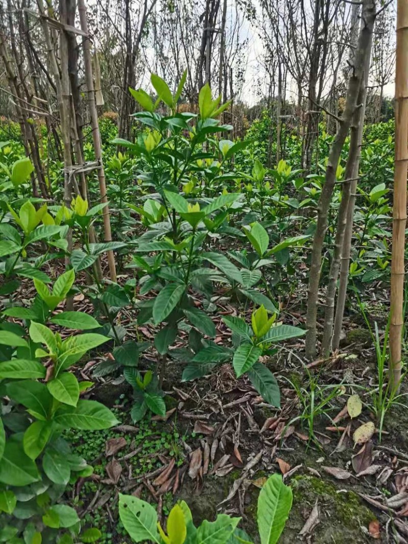 栀子花大叶栀子规格齐全质量保证欢迎选购