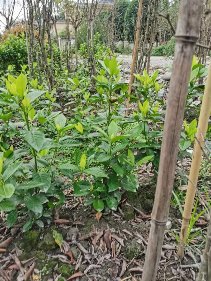 栀子花大叶栀子规格齐全质量保证欢迎选购
