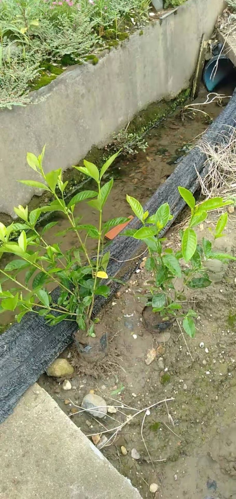 栀子花大叶栀子规格齐全质量保证欢迎选购