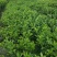 栀子花大叶栀子规格齐全质量保证欢迎选购