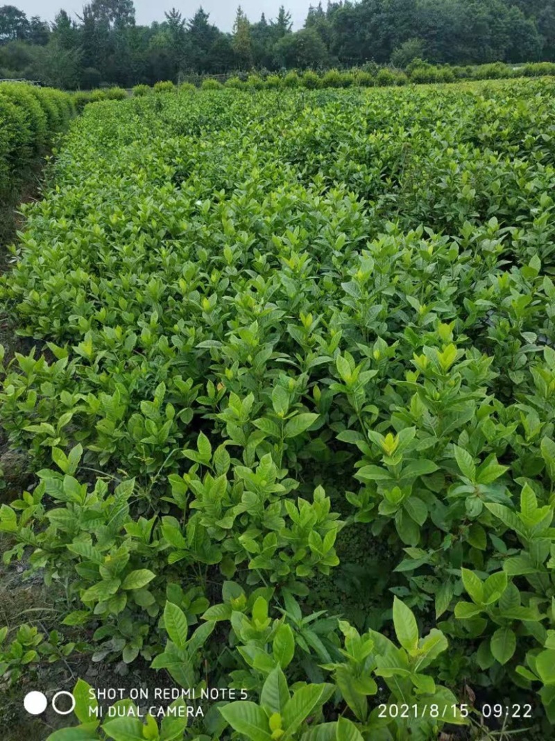栀子花大叶栀子规格齐全质量保证欢迎选购
