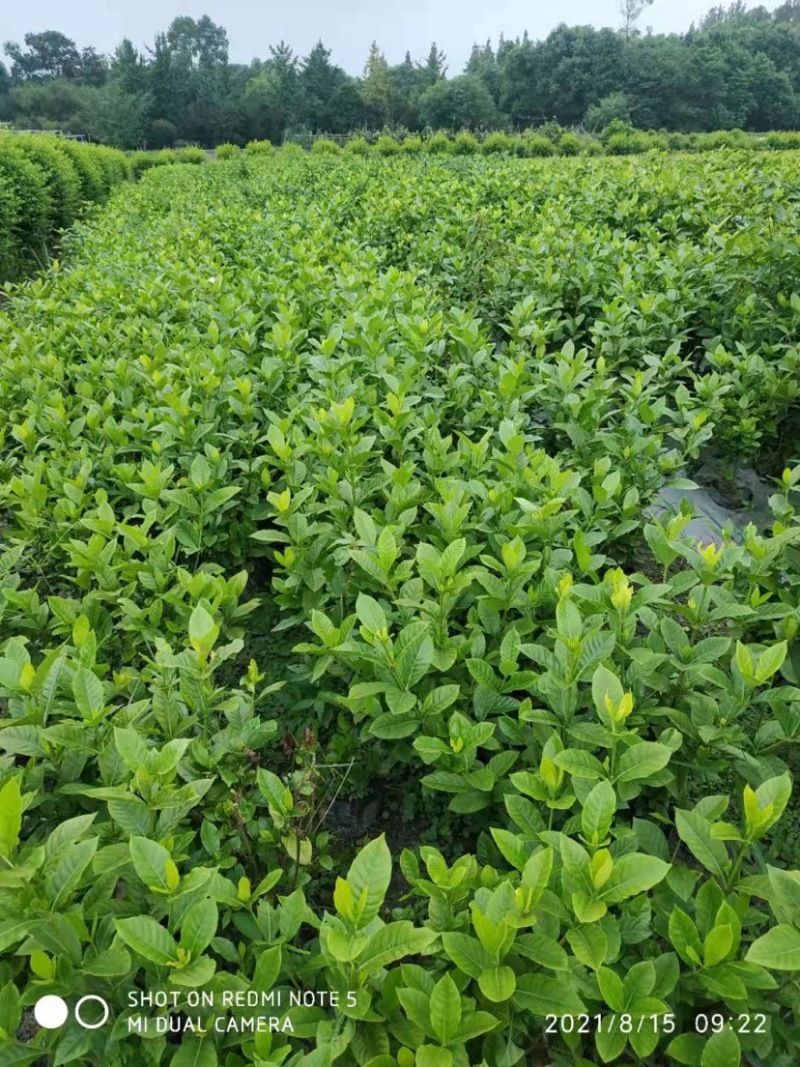 栀子花大叶栀子规格齐全质量保证欢迎选购