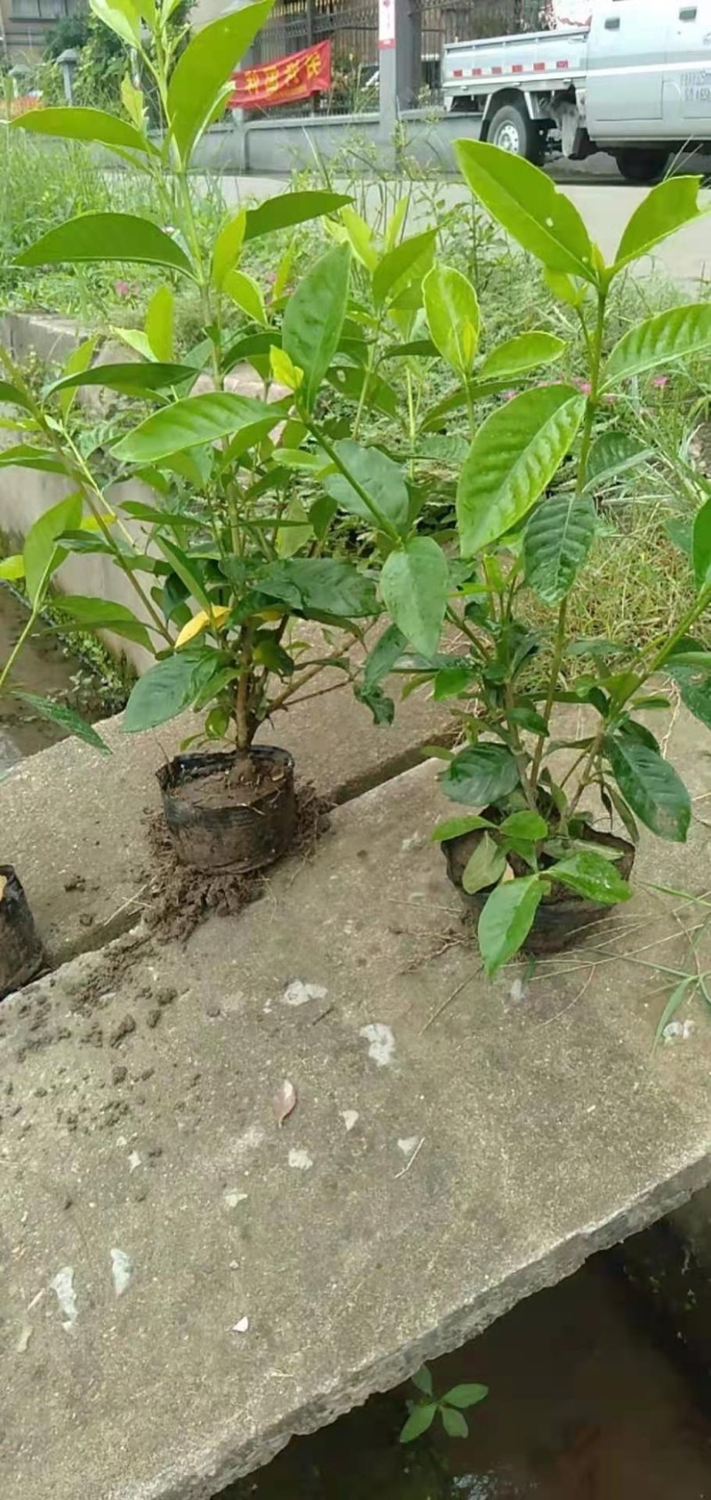 栀子花大叶栀子规格齐全质量保证欢迎选购