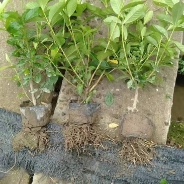 栀子花大叶栀子规格齐全质量保证欢迎选购