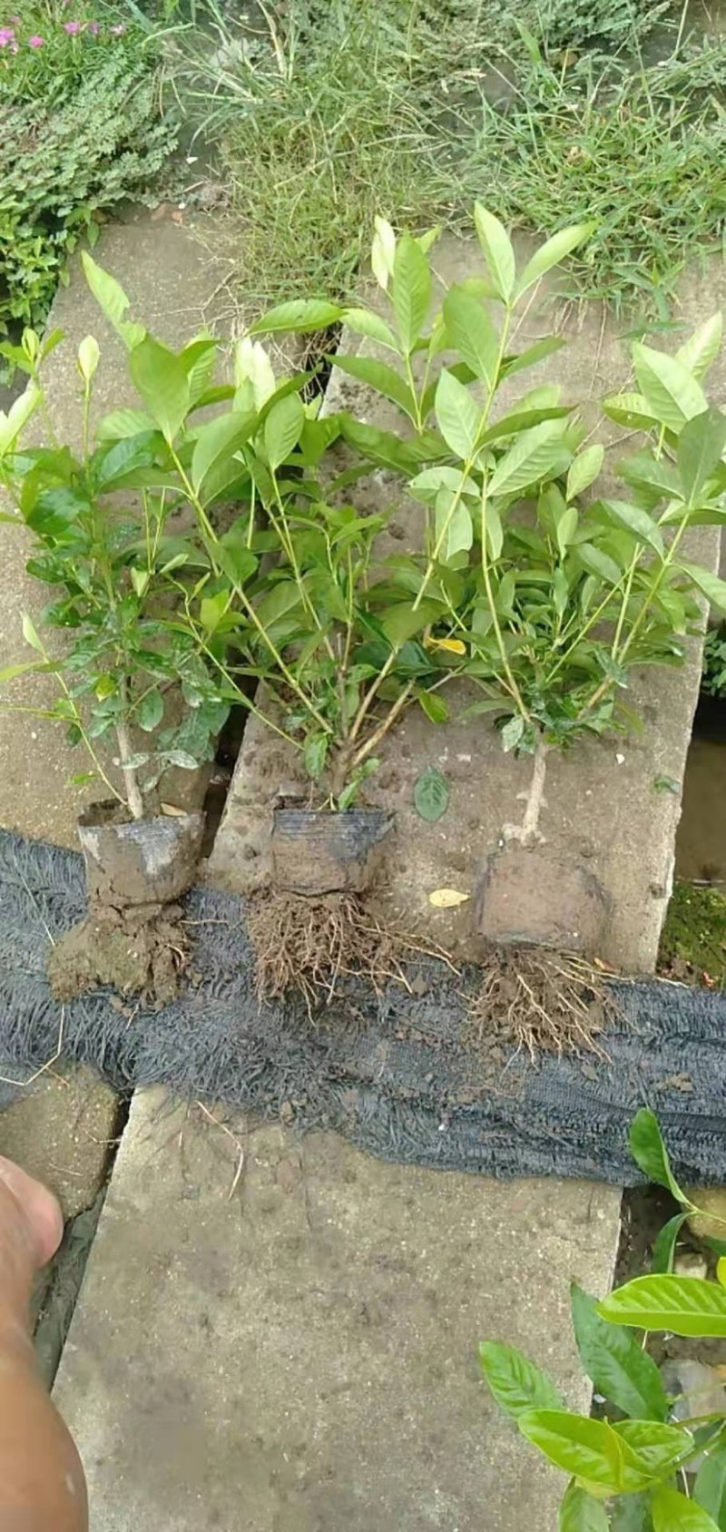 栀子花大叶栀子规格齐全质量保证欢迎选购