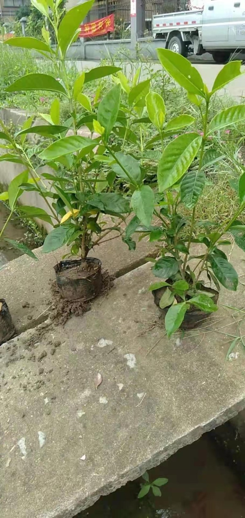 栀子花大叶栀子规格齐全质量保证欢迎选购