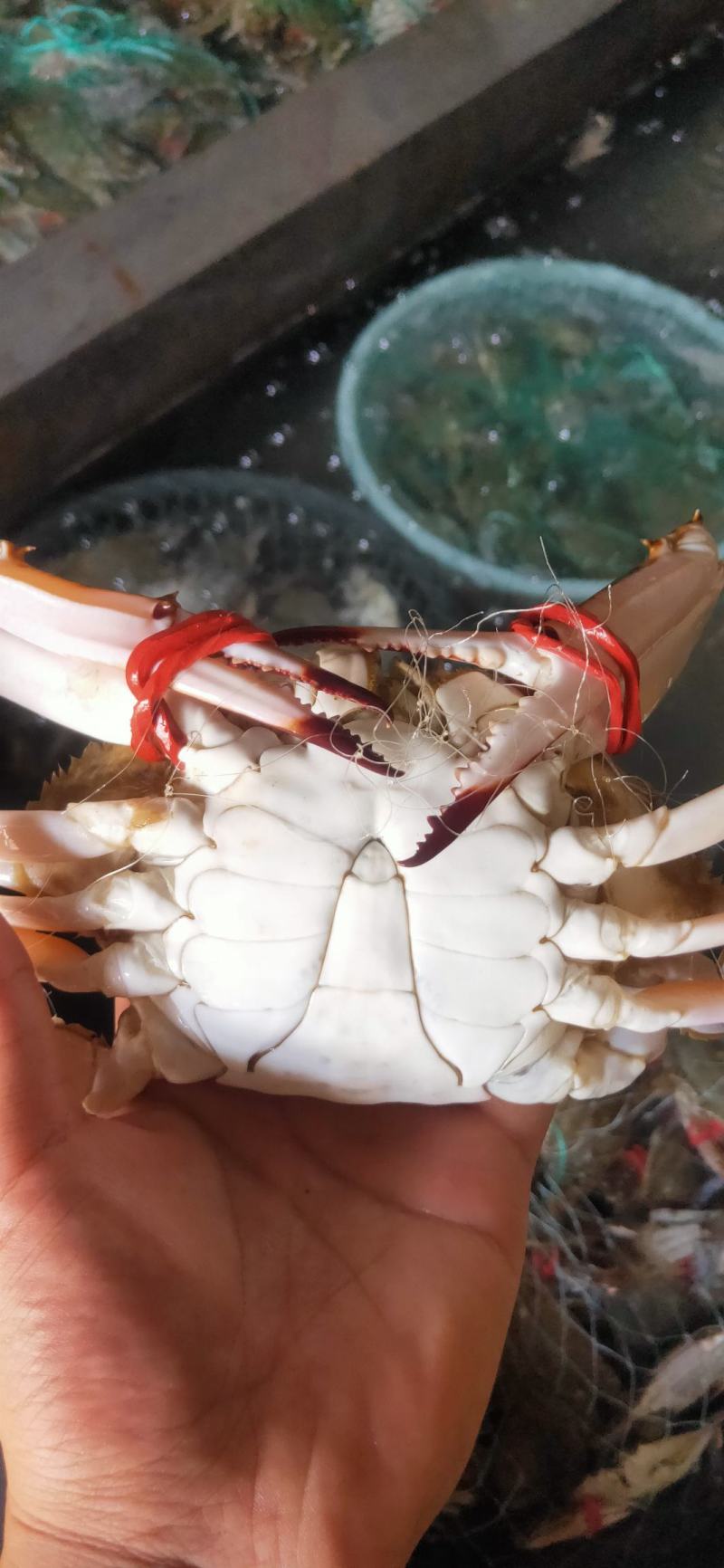 精品大公蟹，全国直邮，货源充足，每天都有