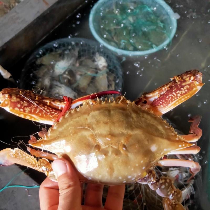 精品大公蟹，全国直邮，货源充足，每天都有