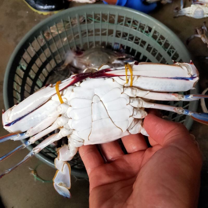 精品大公蟹，全国直邮，货源充足，每天都有