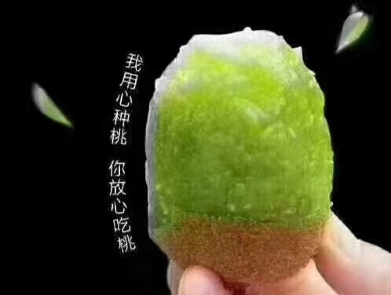 徐香猕猴桃自产自销品质有保障欢迎老板果园看货