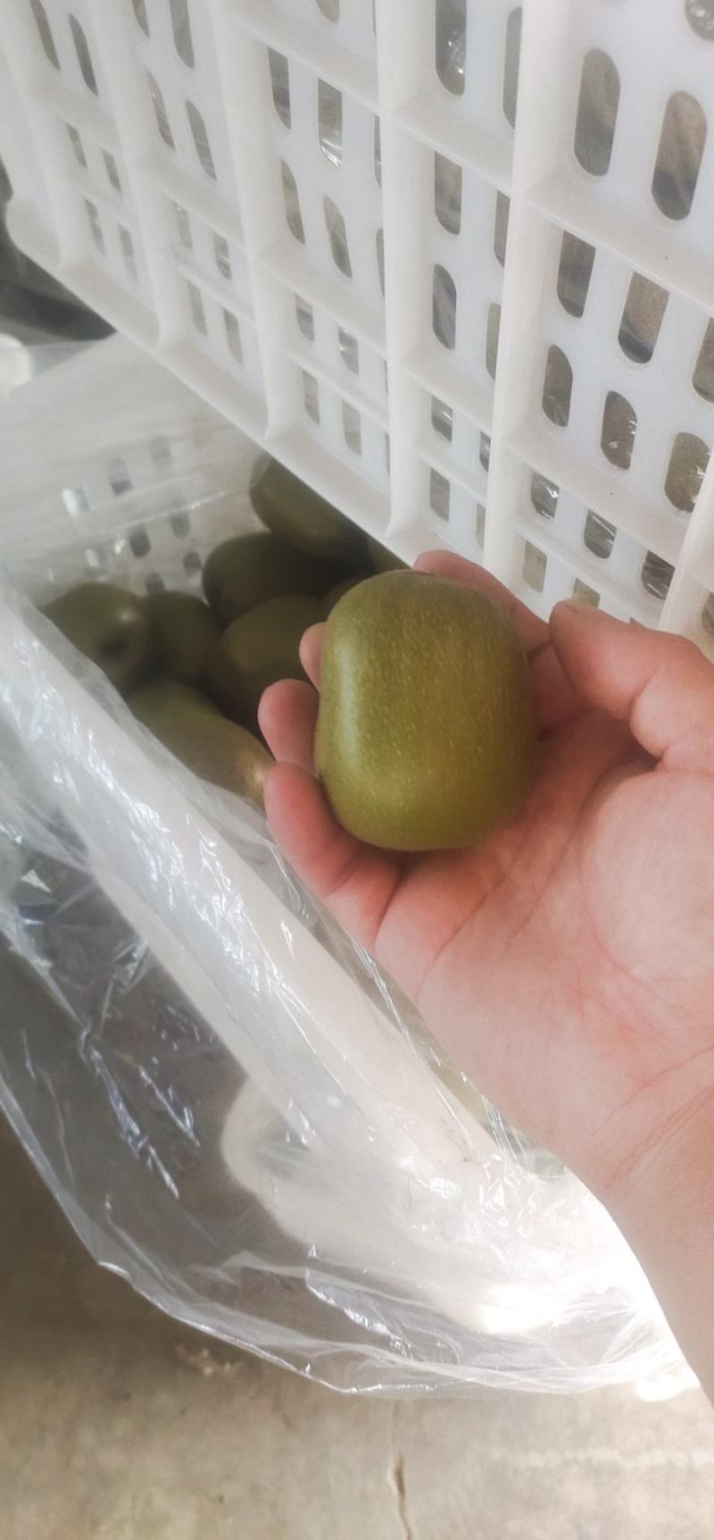 红心獼猴桃