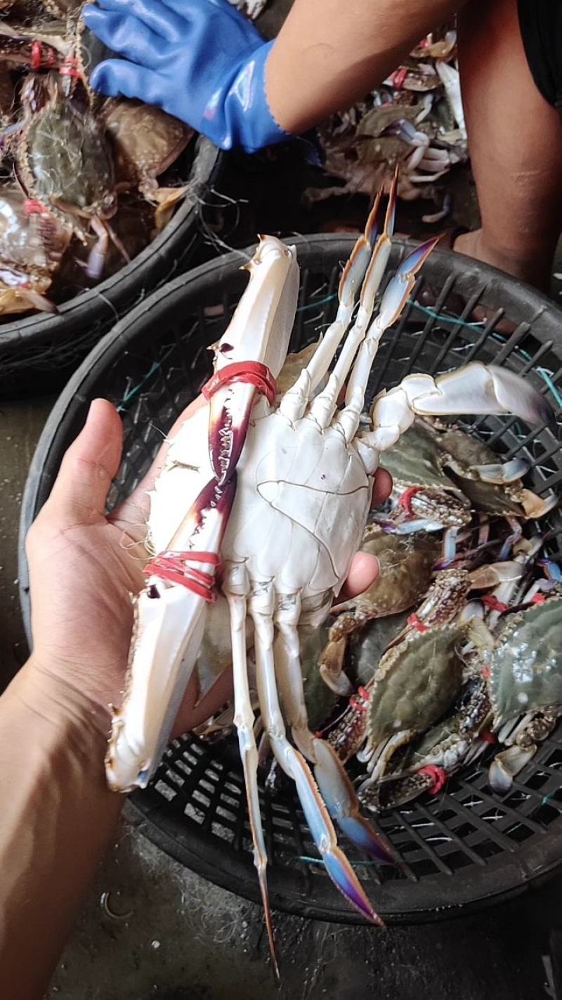 精品梭子蟹，连云港本地小船货，远海梭子蟹，大公蟹，三角