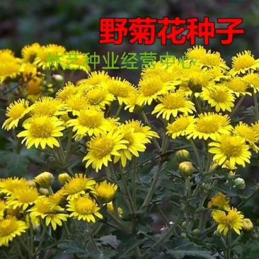 野菊花种子可药用泡茶菊花种籽野黄菊山坡路边野生山菊花