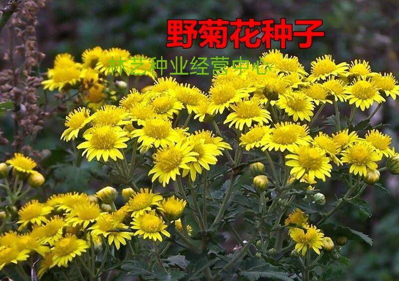 野菊花种子可药用泡茶菊花种籽野黄菊山坡路边野生山菊花