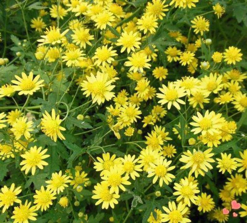野菊花种子可药用泡茶菊花种籽野黄菊山坡路边野生山菊花