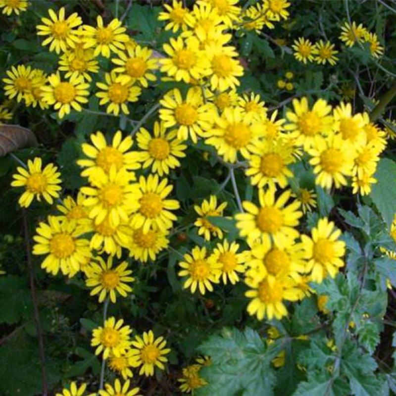 野菊花种子可药用泡茶菊花种籽野黄菊山坡路边野生山菊花