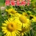 野菊花种子可药用泡茶菊花种籽野黄菊山坡路边野生山菊花