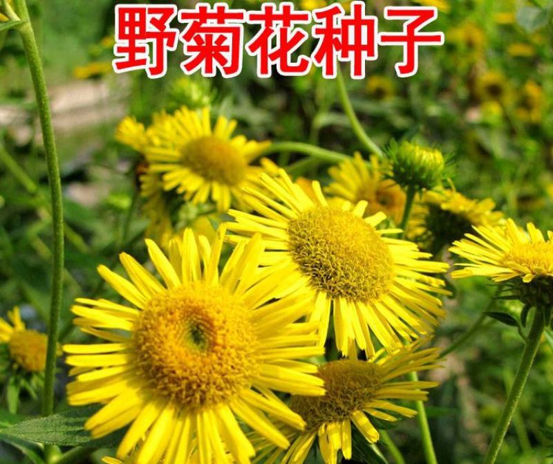 野菊花种子可药用泡茶菊花种籽野黄菊山坡路边野生山菊花