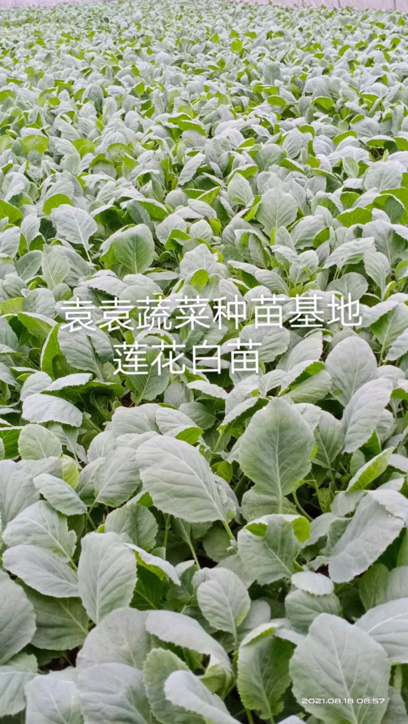 莲花白苗，包菜苗，扁平顶、脆叶