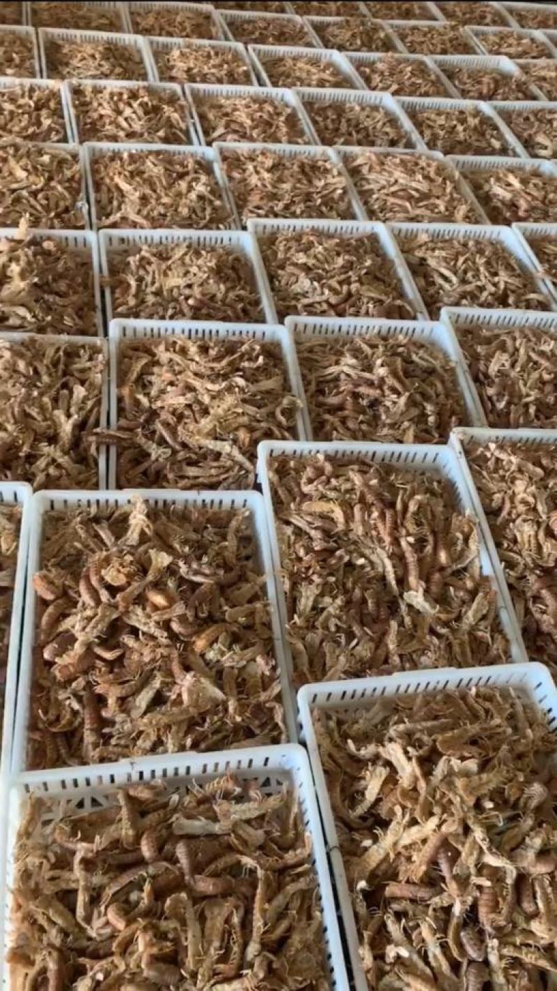 【带黄皮皮虾】带膏皮皮虾，母皮皮虾，虾爬子濑尿虾虾姑