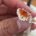 【带黄皮皮虾】带膏皮皮虾，母皮皮虾，虾爬子濑尿虾虾姑