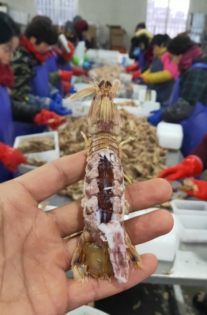 【带黄皮皮虾】带膏皮皮虾，母皮皮虾，虾爬子濑尿虾虾姑