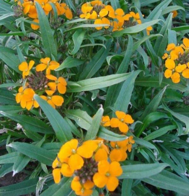 七里黄种子多年生花卉种籽耐寒易种花坛植物园林景观花海