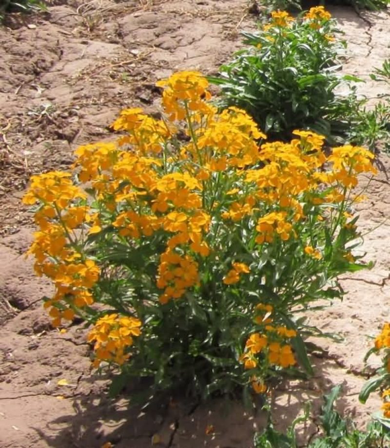 七里黄种子多年生花卉种籽耐寒易种花坛植物园林景观花海